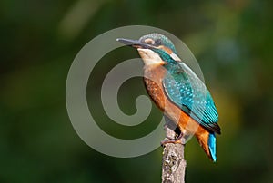 Ð¡ommon kingfisher  Alcedo atthis. The bird sits on a branch and looks at the camera