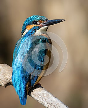 Ð¡ommon kingfisher, Alcedo atthis. A close-up of a beautiful bird