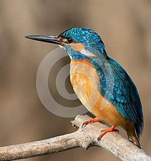Ð¡ommon kingfisher, Alcedo atthis. Close-up of a bird