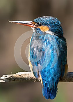 Ð¡ommon kingfisher, Alcedo atthis. Close-up of the female