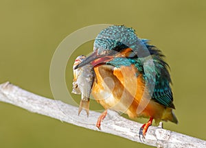 Ð¡ommon kingfisher, Alcedo atthis. The female accepted a fish from the male