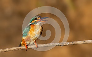 Ð¡ommon kingfisher, Alcedo atthis. A female bird sits on a branch with her beak open