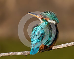 Ð¡ommon kingfisher, Alcedo atthis. A female bird sits on a branch and looks away