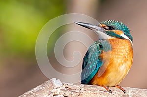 Ð¡ommon kingfisher, Alcedo atthis. On a sunny morning, the bird sits on a dry branch above the river, waiting for small fish