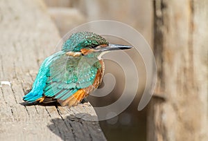 Ð¡ommon kingfisher, Alcedo atthis. A young bird sits on a wooden bridge over the river