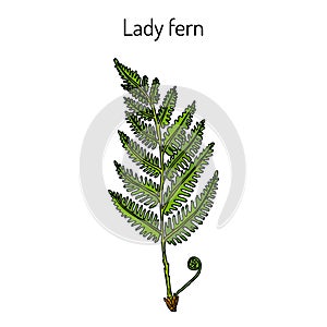 ommon lady-fern, medicinal plant photo
