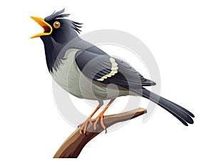 ommon myna