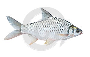 Ommon silver barb fish