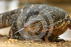 Ommon water monitor, Varanus salvator, close up with tounge out