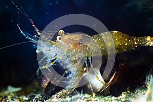 Omnivore animal Palaemon adspersus, Baltic prawn, saltwater decapod crustacean eats a dead shrimp in marine biotope aqua