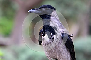 Omnivore Crow sitting in a city park