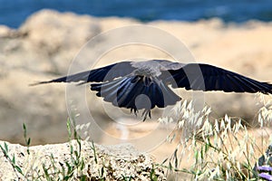 Omnivore Crow sitting in a city park