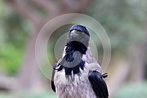 Omnivore Crow sitting in a city park