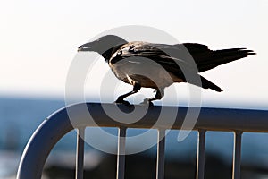 Omnivore Crow sitting in a city park