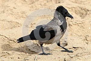 Omnivore Crow sitting in a city park