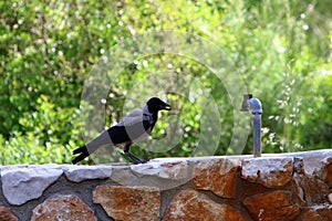 Omnivore Crow sitting in a city park