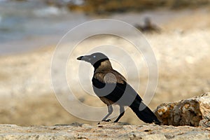 Omnivore Crow sitting in a city park