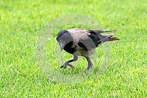 Omnivore Crow sitting in a city park