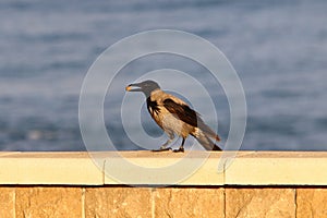 Omnivore Crow sitting in a city park