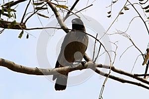 Omnivore Crow sitting in a city park