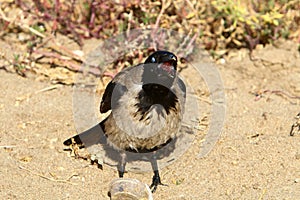 Omnivore Crow sitting in a city park