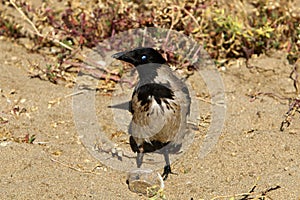 Omnivore Crow sitting in a city park