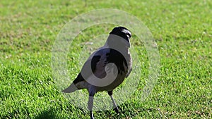 Omnivore Crow sitting in a city park