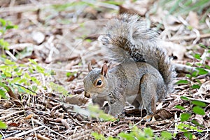 Omnivorous rodent squirrel on ground photo