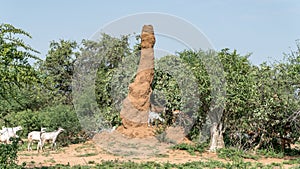 Huge termite mound in Africa, South Ethiopia, Omo valley