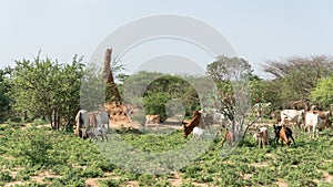 Huge termite mound in Africa, South Ethiopia, Omo valley