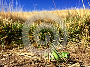 Omocestus viridulus - common green grasshopper