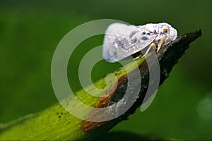 Omoptera in the bush photo