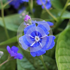 Omphalodes verna