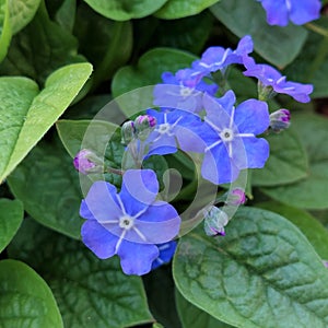 Omphalodes verna