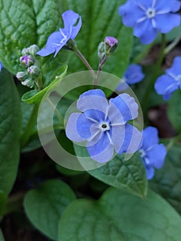 Omphalodes Verna