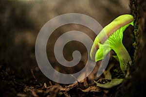 Omphalotus nidiformis Ghost Mushroom