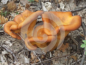 Omphalotus olearius