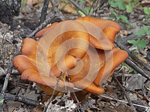 Omphalotus olearius