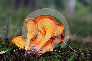 Omphalotus olearius mushroom
