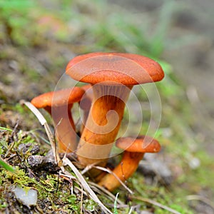 Omphalotus olearius mushroom