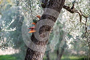 Omphalotus olearius mushroom, olive tree bark fungus