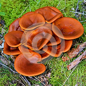 Omphalotus olearius mushroom
