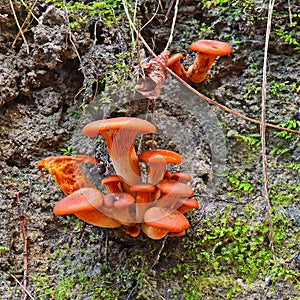 Omphalotus olearius mushrooms