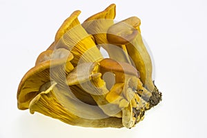 Omphalotus olearius