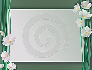 Ð¡omposition of white cosmos flowers and copy space. Vector