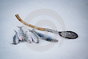 Omul fish from baikal lake by winter