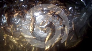 Omul fish omul in fishing net underwater at Lake Baikal.