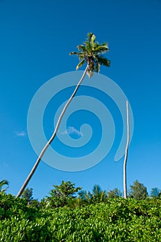 Ona single palm tree against blue sky in a tropical climate