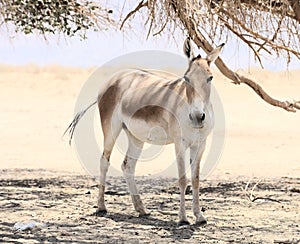 Onager