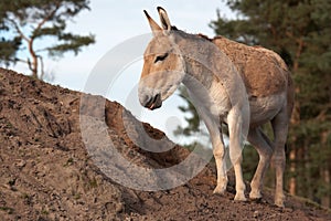 Onager